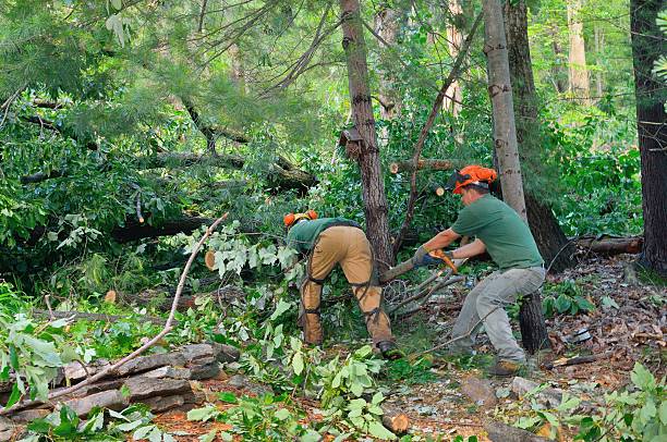 Best Tree Disease Treatment  in Bryant, WA